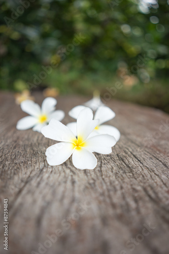 White frangipani  plumeria  on wood background  selective focus.