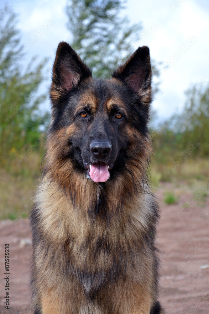 German shepherd