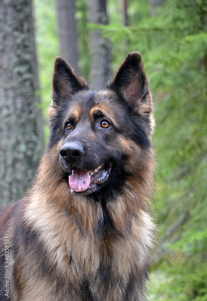Guardian of the forest Guardian of the forest