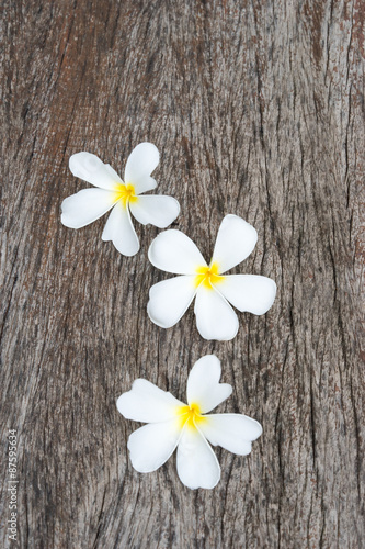 White frangipani  plumeria  on wood background  selective focus.