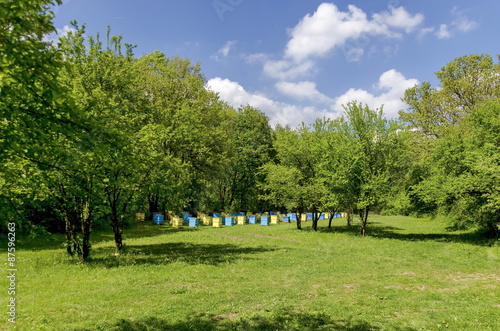 View toward apiary with beehive in the field at forest, Zavet, Bulgaria   photo