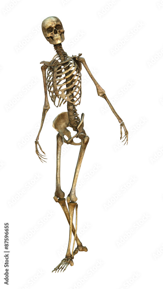 Human Skeleton Human Skeleton