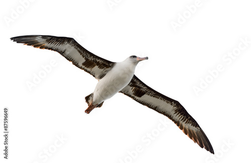 flying albatross isolated on white background