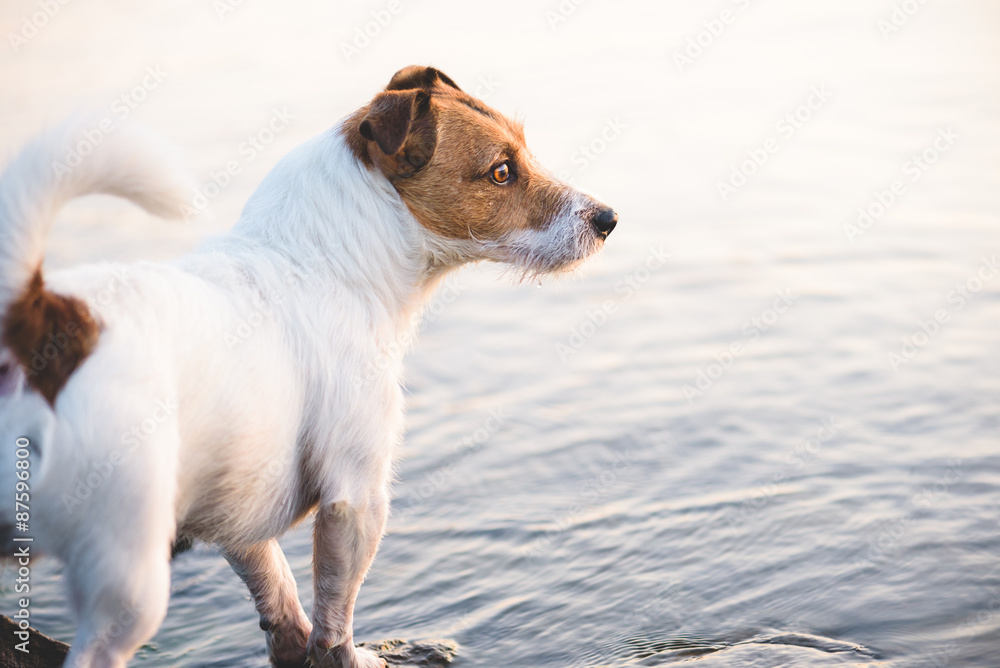 Sad dog on a bank of a river