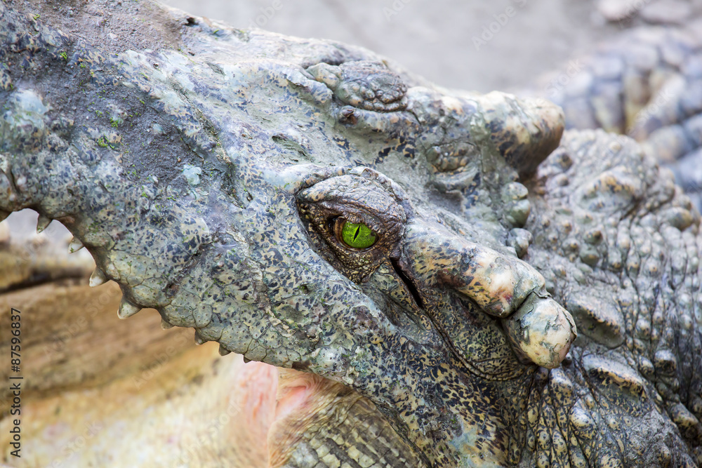 Fototapeta premium Krokodilauge...