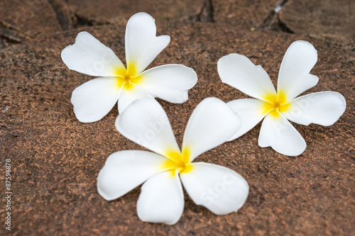 White frangipani (plumeria) on laterite background, selectived f © sombats