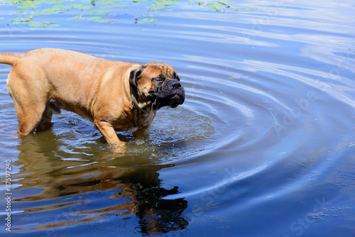 bullmastiff dog swim