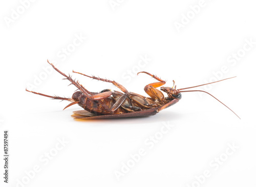 Dead cockroach isolated on a white background © fotobieshutterb