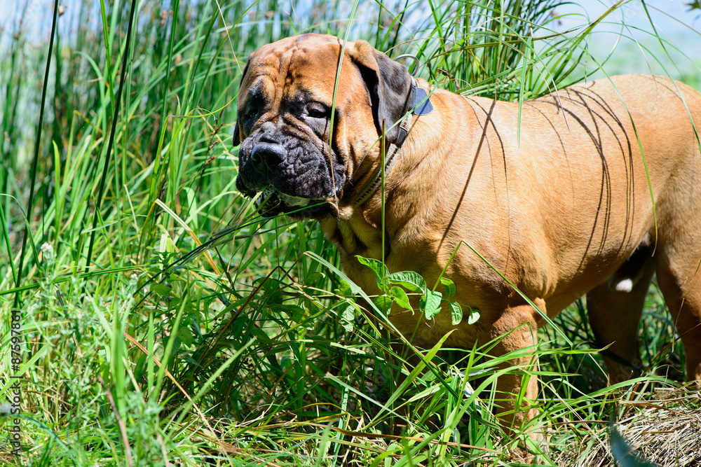 Pet bullmastiff dog Pet bullmastiff dog