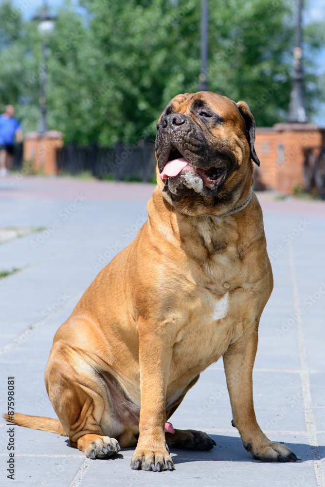 Pet bullmastiff dog