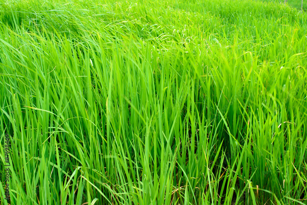 rice field close up rice field close up