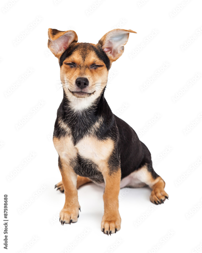 Chihuahua Crossbreed Sitting Closing Eyes Chihuahua Crossbreed Sitting Closing Eyes