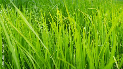 rice field close up