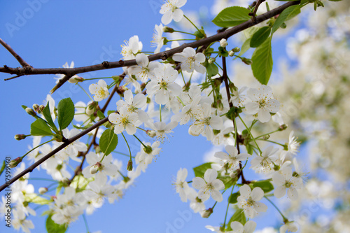 Cherry blossoms against the sky