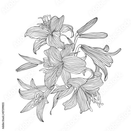 Engraving hand drawn illustration of flower lily