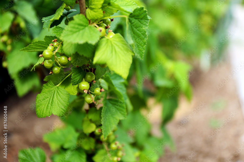 Unripe gooseberries on branch Unripe gooseberries on branch