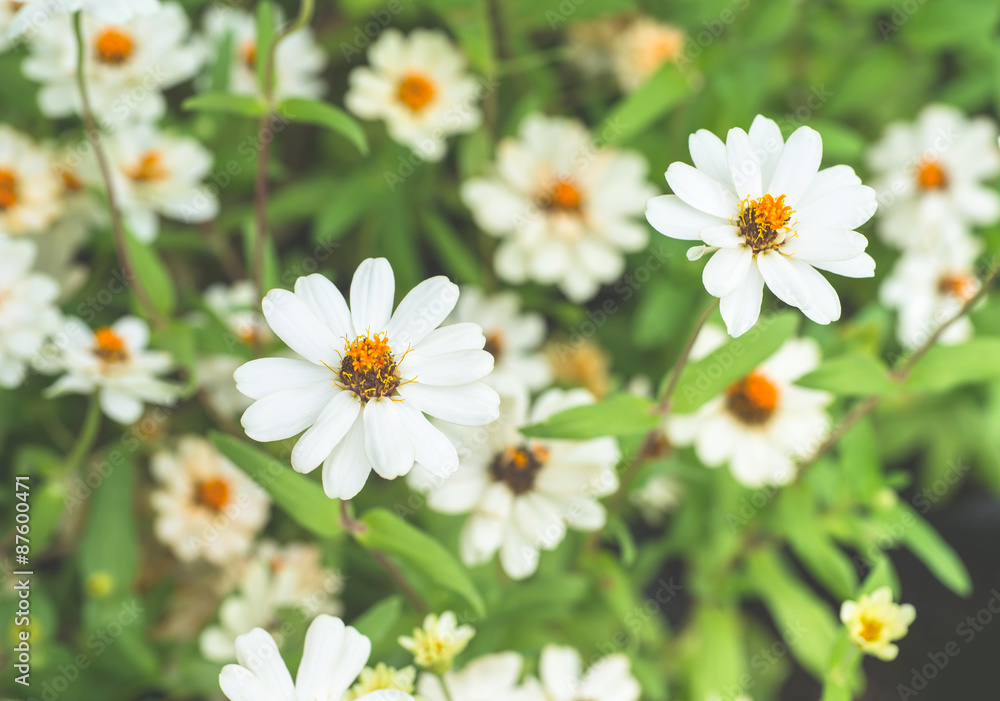 Fototapeta premium white flower