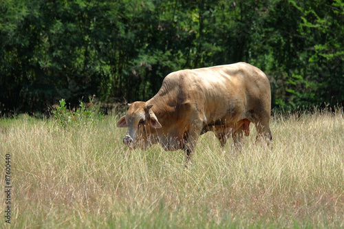 Ox in the grassland