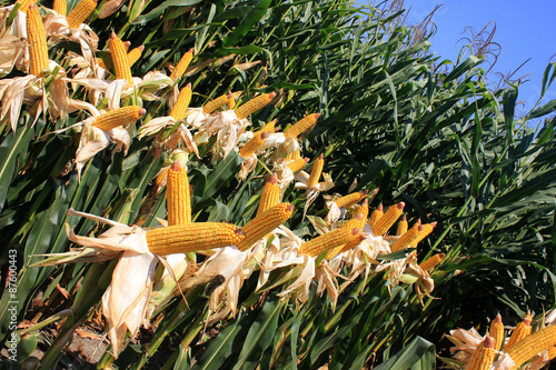 Cornfield. A corn field during summer afternoon in rural