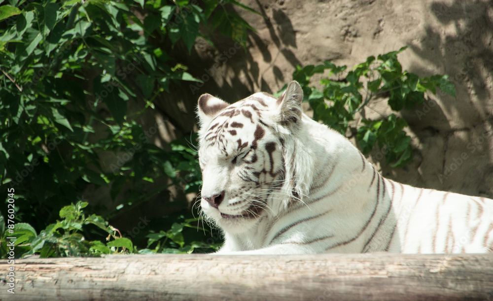 Naklejka premium White bengal tiger sleeping