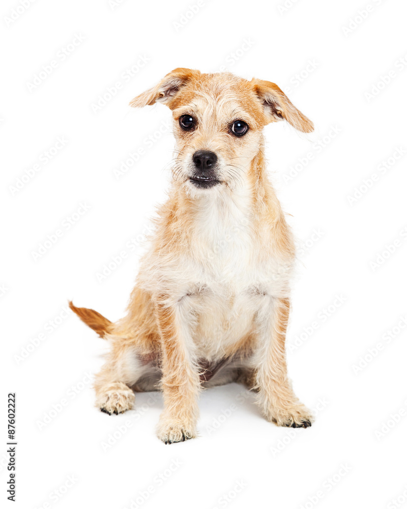 Cute Mixed Breed Terrier Puppy