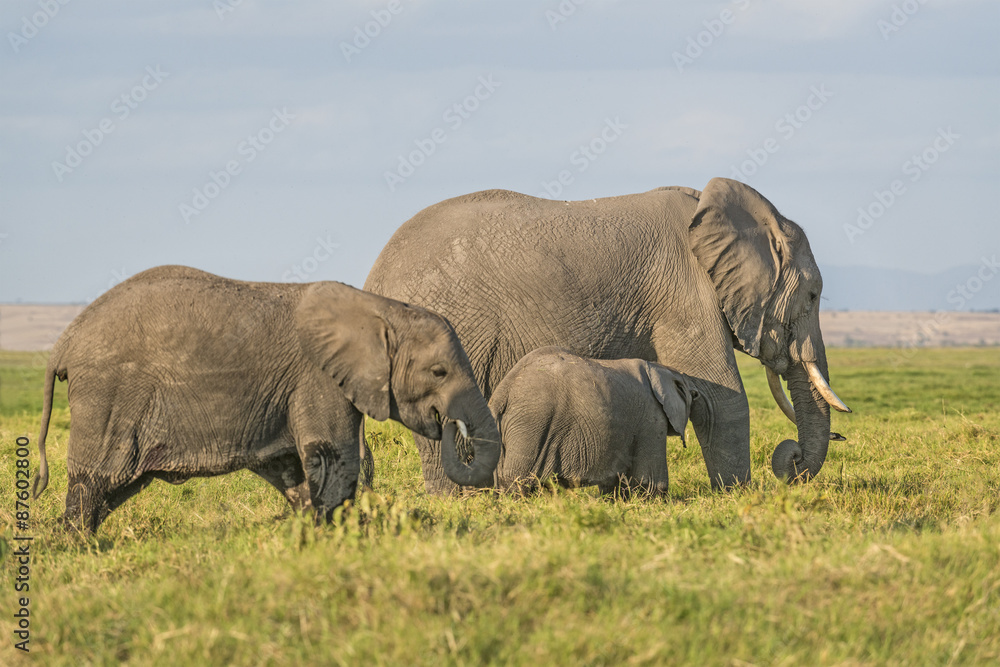 Fototapeta premium Herd of African Bush Elephants