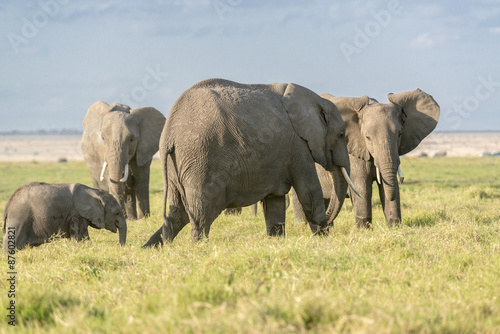  Herd of African Bush Elephants