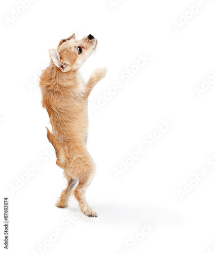 Funny Terrier Dog Standing and Dancing