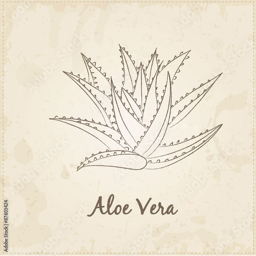 Kitchen hand-drawn herbs and spices, Aloe Vera.