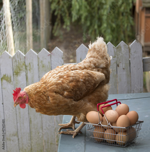 A Warren Chicken and clutch of fresh eggs in a wire basket