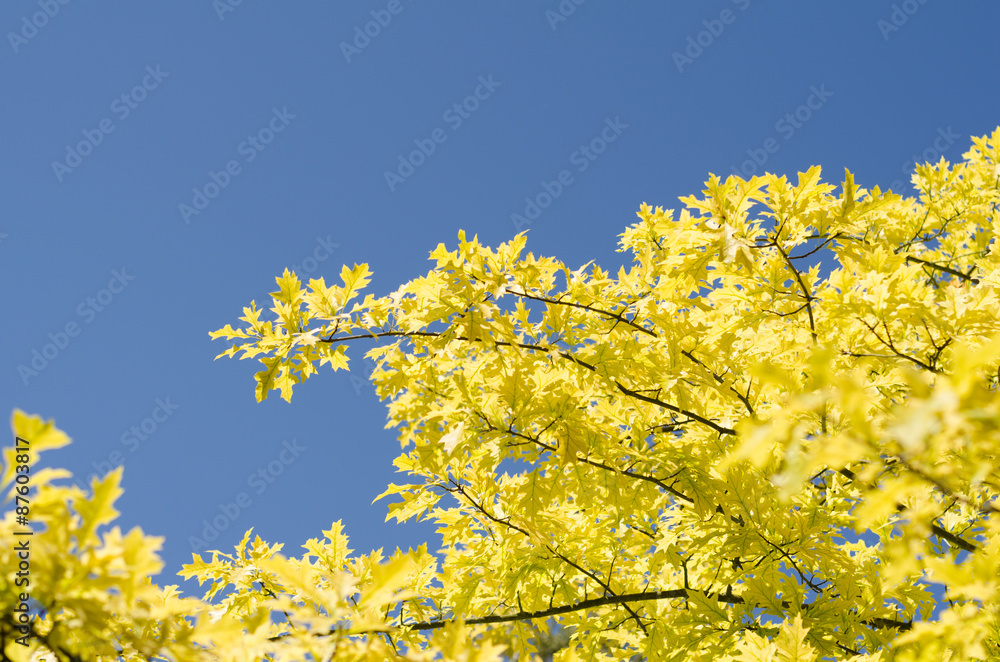 yellow leaves of a tree against the sky yellow leaves of a tree against the sky