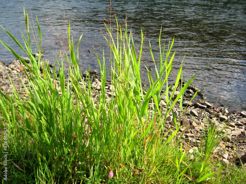 grass on the rocks near the river grass on the rocks near the river