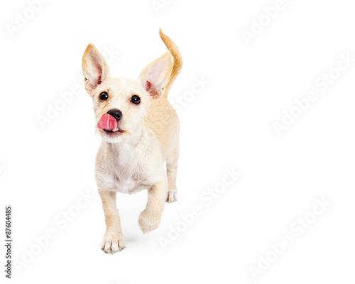 Fototapeta Naklejka Na Ścianę i Meble -  Hungry Puppy Running Forward