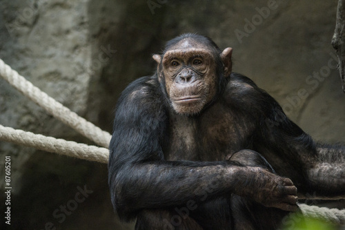chimpanzee