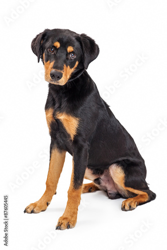 Rottweiler Mixed Breed Eight Month Old Puppy Sitting © adogslifephoto