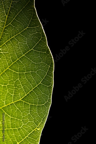 Green leaf on black background