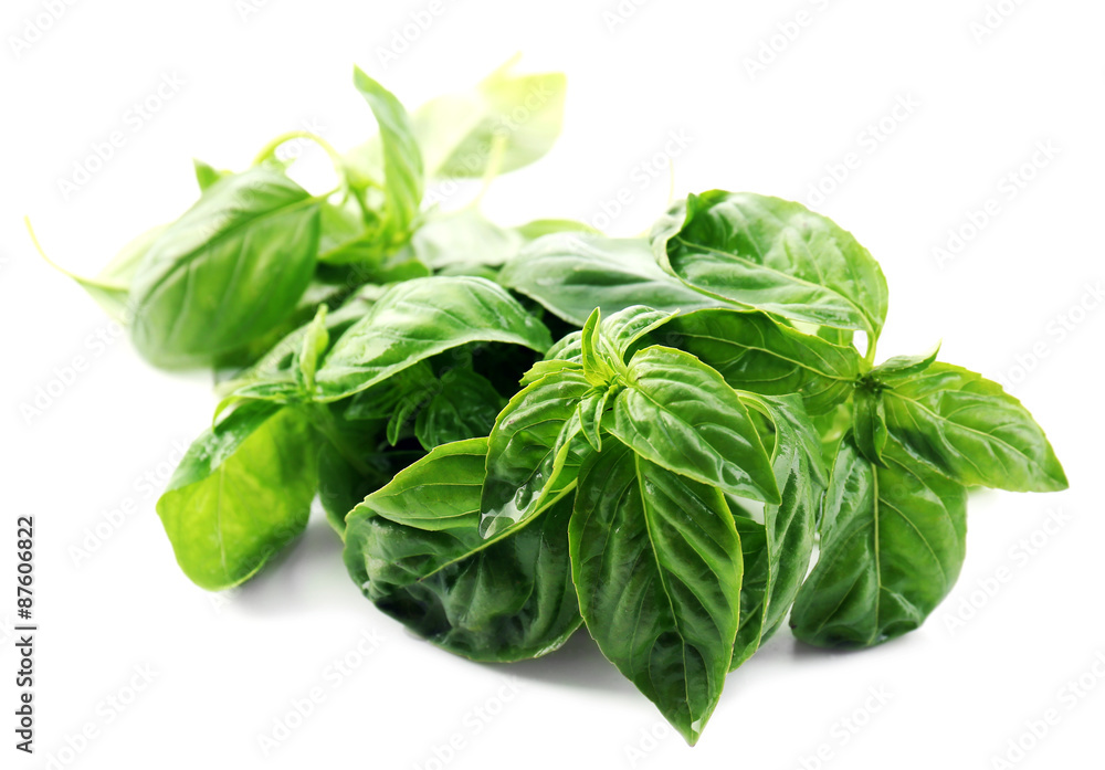 Green fresh basil isolated on white Green fresh basil isolated on white