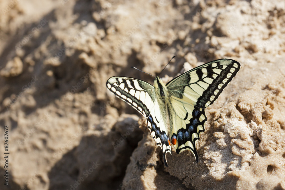Papilio machaon, Old World Swallowtail Papilio machaon, Old World Swallowtail