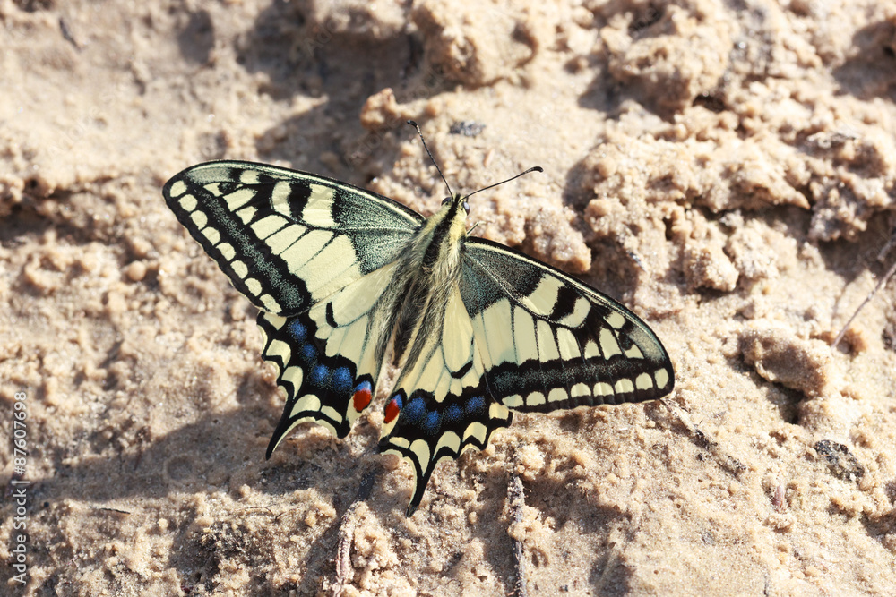Papilio machaon, Old World Swallowtail Papilio machaon, Old World Swallowtail