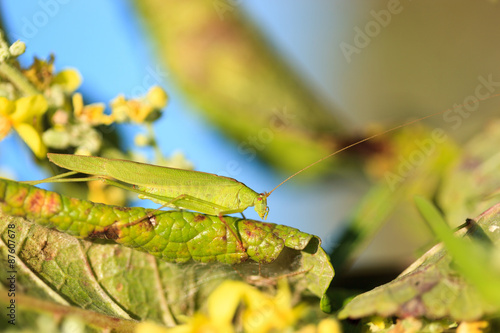 Wallpaper Mural Phaneroptera falcata, Sickle-bearing bush-cricket. Torontodigital.ca