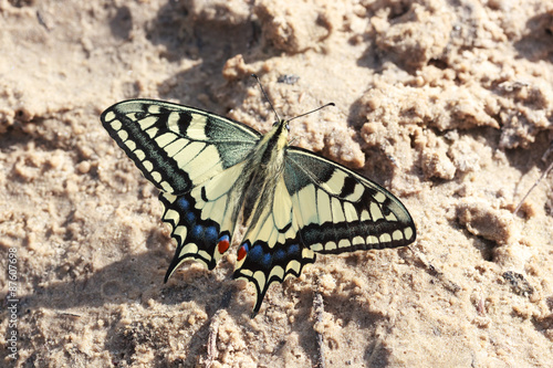 Papilio machaon, Old World Swallowtail