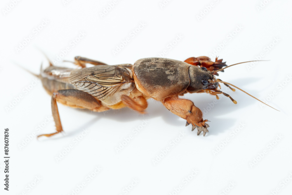 Gryllotalpa gryllotalpa, European mole cricket. Gryllotalpa gryllotalpa, European mole cricket.