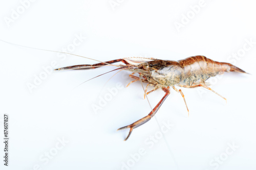 Macrobrachium nipponense, Shrimp. Introduced species © fotoparus