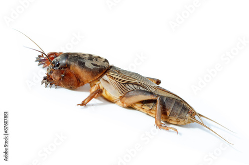 Gryllotalpa gryllotalpa, European mole cricket.