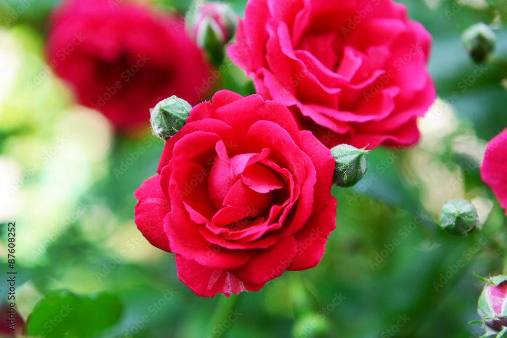 Beautiful roses growing in garden Beautiful roses growing in garden