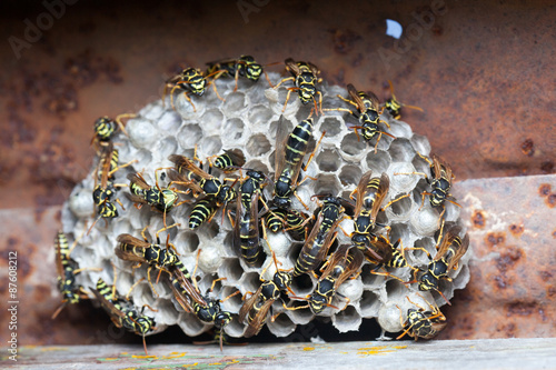 Polistes nimpha, Paper Wasp.