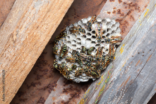 Polistes nimpha, Paper Wasp. photo