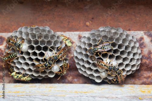 Polistes nimpha, Paper Wasp. photo