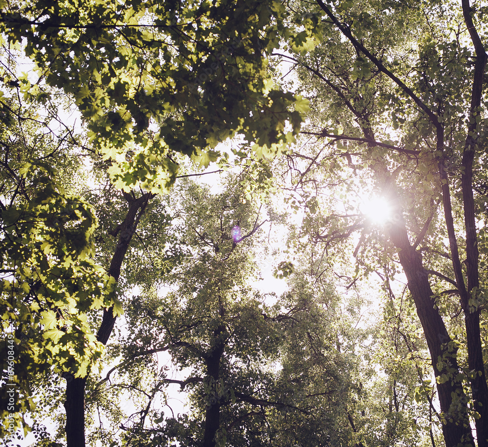 Fototapeta premium Trees in the forest - the crown of leaves against the sky