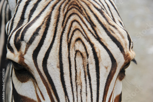 Fototapeta Naklejka Na Ścianę i Meble -  close up zebra and her stripes